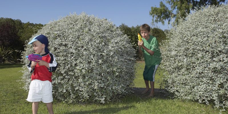 younger boy standing in front of bush with water pistol and older boy standing behind bush with water pistol